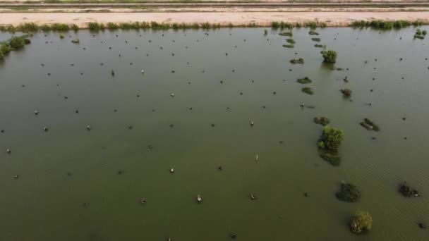 Mangrove Träd Skärs Ner För Byggarbetsplatsens Utveckling — Stockvideo