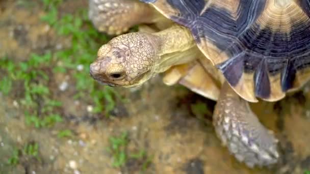 Feche Cabeça Tartaruga Sulcata Rastejar Parque — Vídeo de Stock