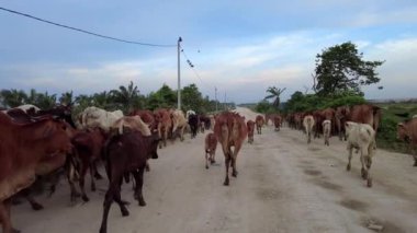Yavaş hareket eden inek sürüsü kırsal yolda yürüyor.