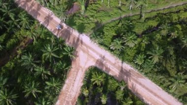 Yağ palmiyesi plantasyonunda traktör hareket ediyor