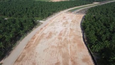 Güneşli bir günde yağlı palmiye ağaçlarının hava manzarası bozulacak.