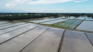Malezya 'daki çeltik tarlasında hava manzaralı su mevsimi