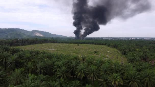 기름야자 근처에서 공중에서 일어나는 화재를 목격하다 — 비디오