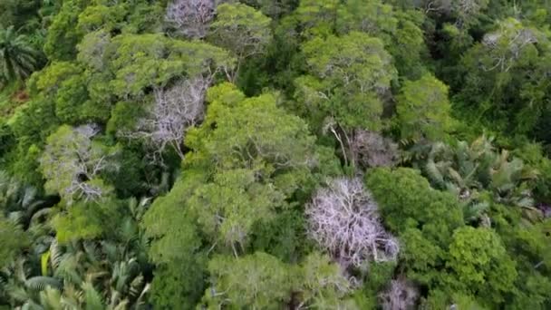 Vue Haut Forêt Verte Avec Arbre Sans Feuilles Près Tropique — Video