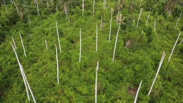 Letecký Pohled Kokosový Holý Strom Plantáži — Stock video