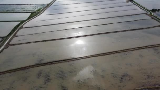 Воздушная Муха Над Паводковым Рисовым Полем Вид Отражения Солнца Воде — стоковое видео