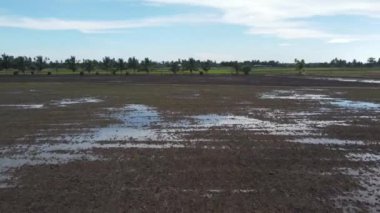 Tarım görmüş çeltik tarlalarının üzerinde uçan bir sinek.