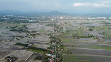 Penang ve Malezyalı Perak sınırındaki çeltik tarlası.