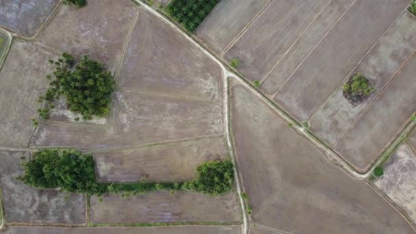 Flygfoto Torrt Paddyfält Odlingssäsongen — Stockvideo