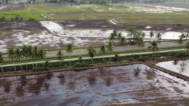 Vue Aérienne Rizière Côté Route Cocotier Planté — Video