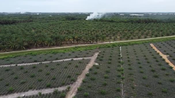 Flygfoto Öppen Förbränning Nära Olja Palm Plantering — Stockvideo