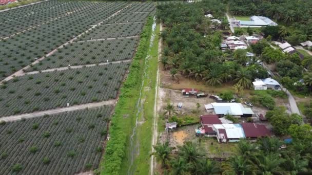 Vista Aérea Pequena Aldeia Lado Plantação Palma Óleo Fazenda Abacaxi — Vídeo de Stock