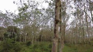 Kaygan manzara Malezya 'daki kauçuk ağaç plantasyonu