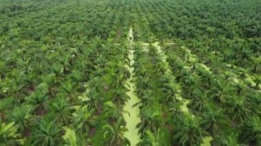 Hava manzarası genç yağ palmiyesi plantasyonuna bakıyor.
