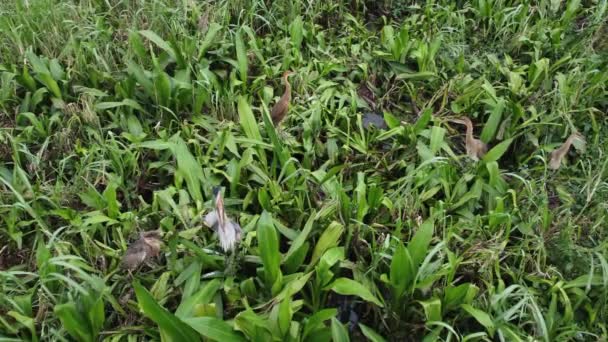 Garza Gris Bebé Arbusto Verde — Vídeo de stock