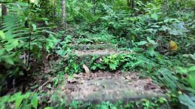 Yeşil bitkiler ve ağaçlarla dolu bir orman boyunca bir patika. Yol toprak ve kayalardan yapılmıştır.