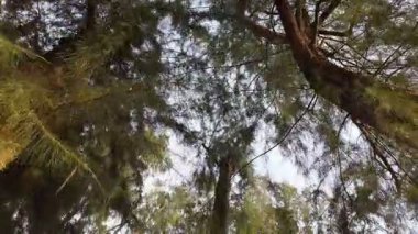 Ön planda yeşil yapraklı bir ağaç var. Ağaç diğer ağaçlarla çevrili.