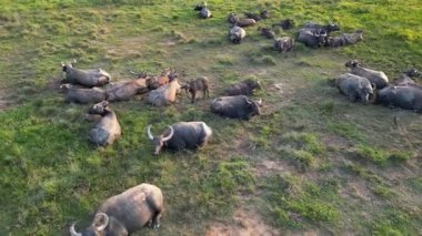 Bir bufalo sürüsü tarlada yatıyor. Bazıları uzanırken, diğerleri ayakta