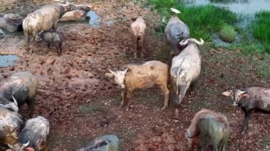 Bir bufalo sürüsü çamurlu bir arazide duruyor. Bazı inekler çamurla kaplı.