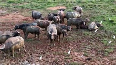 Bir bufalo sürüsü çamurlu bir arazide duruyor. Bölgede birkaç kuş da var.