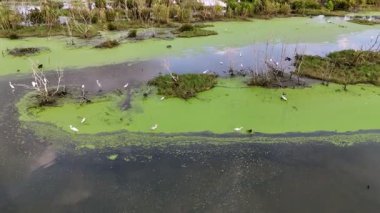 Bir grup kuş yeşil bir gölette yiyecek aramaktadır. Suda bir sürü kuş var. Bazı kuşlar suyun üzerinde uçuyor.