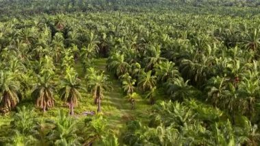 Palmiye ağaçları olan yemyeşil bir orman. Ağaçlar uzun ve yeşil, ve gökyüzü mavi
