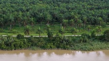 İçinden nehir akan yemyeşil bir orman. Nehir kahverengi ve bulanık. Ağaçlar uzun ve yeşil, gökyüzü açık