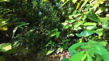 Yeşil yapraklı bir ormanda bir patika. Yol kir içinde. Görüntüde hiç insan yok.