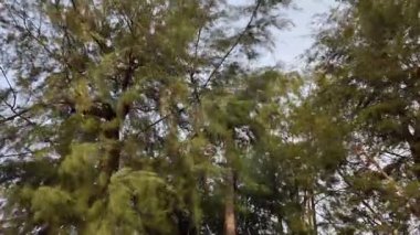 Ön planda yeşil yapraklı bir ağaç var. Ağaç diğer ağaçlarla çevrilidir. Gökyüzü mavi ve berrak