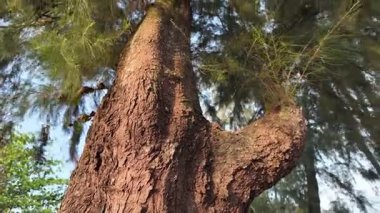 Büyük gövdeli ve küçük dallı bir ağaç. Gövde kahverengi, dal da yeşil.