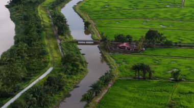 Nehir yemyeşil bir tarladan geçiyor ve sağ tarafında bir ev var. Su sakin ve çimenler uzun. Havadan Bandar Baharu, Kedah