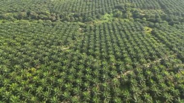 Büyük bir palmiye tarlası. Ağaçlar yeşil ve tarlaya yayılmışlar.