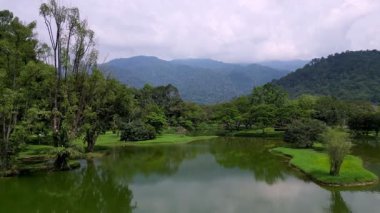 Arka planda orman olan taiping gölü. Su yeşil ve sakindir. Gölün etrafında ağaçlar ve çalılar var.