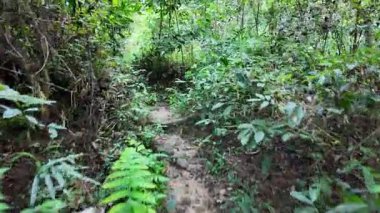 Yeşil bitkiler ve ağaçlarla dolu bir ormanda yol. Yol toprak ve yapraklarla kaplı.