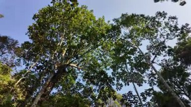 A forest with trees and a clear blue sky. The trees are green and tall