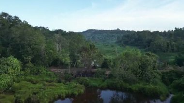 Arka planda ağaçlar olan bir gölet. Su kahverengidir. Sudaki ağaçların bir yansıması var.
