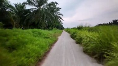 Ortasında patika olan bir yol. Yol ağaçlar ve otlarla çevrili. Çimler yeşil ve ağaçlar uzun.