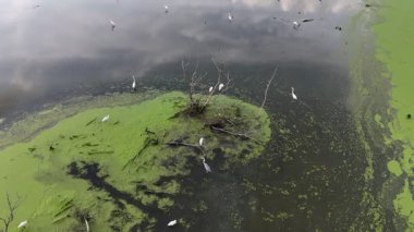 Bir grup balıkçıl kuş bir gölette yüzüyor. Su yeşil ve bulanık. Suda bir sürü kuş var, bazıları beyaz.