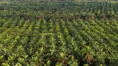 Palmiye ağaçlarının yemyeşil tarlası. Ağaçlar uzun ve yeşil, ve tarla onlarla dolu.