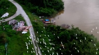 Büyük bir kuş sürüsü bir su kütlesinin üzerinde uçuyor. Kuşlar bembeyaz ve gökyüzüne dağılmış.