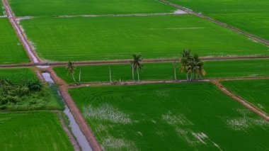 Field of green rice with palm trees in the background. The field is divided into four sections