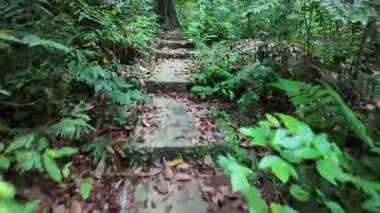 Bir sürü bitki ve ağacın olduğu bir patika. Yol taşlardan yapılmıştır. Yerde yapraklar var.