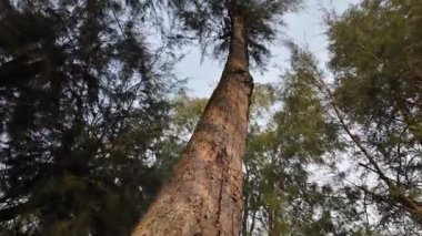 Ormandaki uzun bir ağaç. Ağaç çok uzundur ve bir sürü dalları vardır. Gökyüzü açık ve güneş parlıyor.