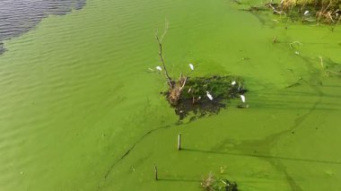 Ağaç dalında balıkçıl kuşları olan yeşil bir su..