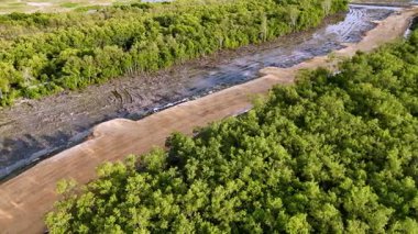Sarı toprak yol bir mangrov ormanının ortasında gösterilir. Yol çamurlu ve çamurlu görünüyor.