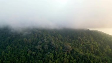Gökyüzü bulutlu, yemyeşil bir orman. Ağaçlar uzun ve yoğundur, derinlik ve inzivaya çekilme hissi yaratır..