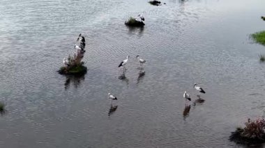 Havadan bakıldığında, Asya 'nın yeşil sulak alanların gelgit havuzlarında titreyen yansımaları olan açık gagalı kuşlarının dolaştığını görüyoruz.