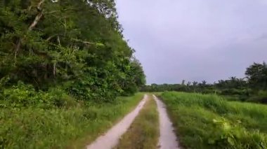 Toprağın POV görüntüsü tropikal çimenler ve ağaçlar arasında