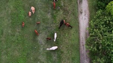 Çimenli çayırlarda otlayan ineklerin tepeden tırnağa arazi aracı görüntüleri..