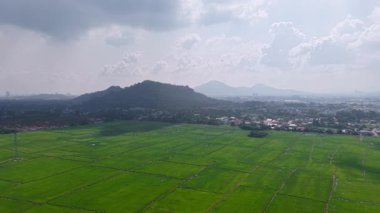 Gökyüzü manzarası Juru, Penang 'daki verimli çeltik tarlalarını yakalıyor..